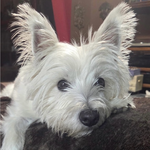 Chic Gold Statement Necklace - Picture 1 of 1